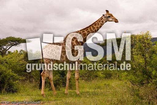 Giraffe (71 von 94).jpg